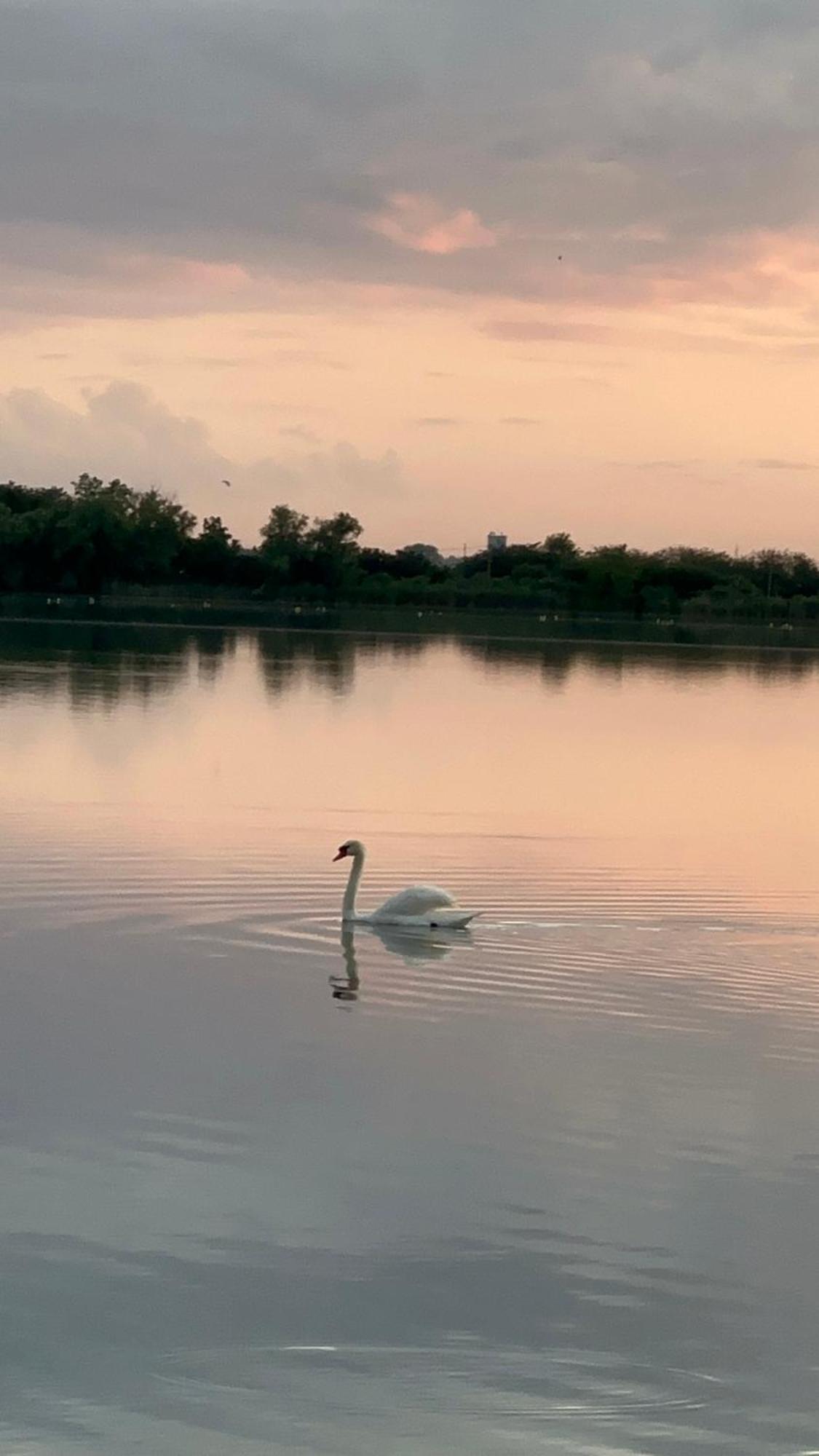 Vila Regina Palic Luaran gambar